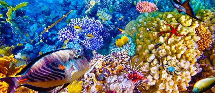 Sehenswertes in Australien Great Barrier Reef