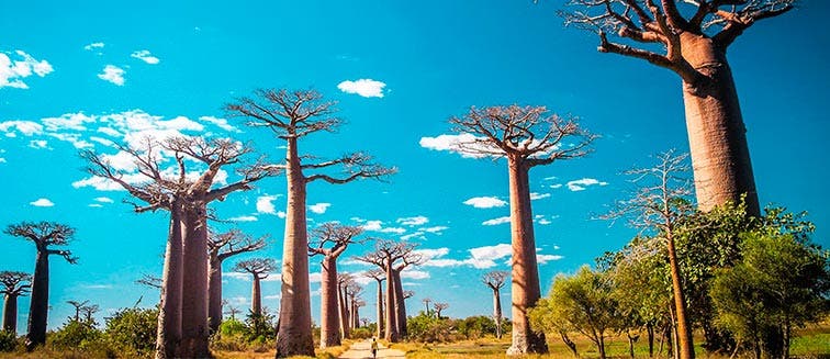 Sehenswertes in Madagaskar Morondava