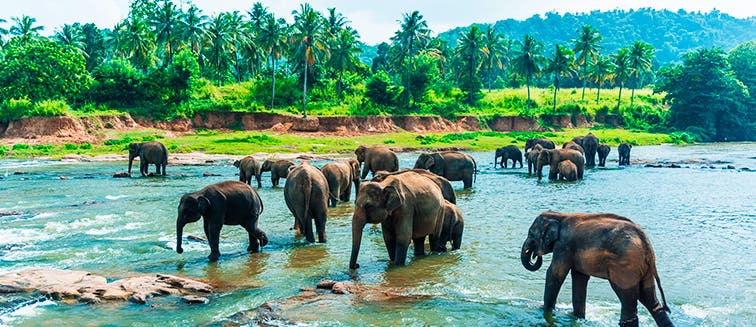 Sehenswertes in Sri Lanka Pinnawala