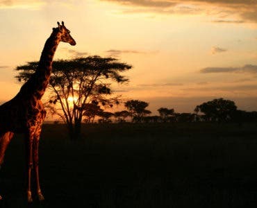 safaris-in-afrika
